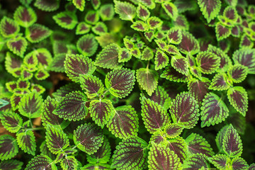 Fresh plant leaves in the garden background