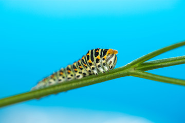Green caterpillar creeps on a green leaf isolated