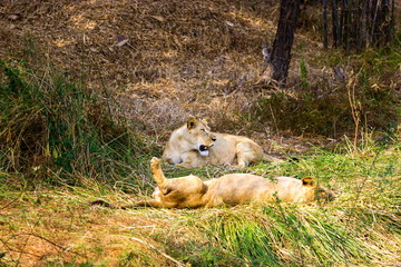 Asiatic Lion in a national park in India. These national treasures are now being protected, but due to urban growth they will never be able to roam India as they used to. 