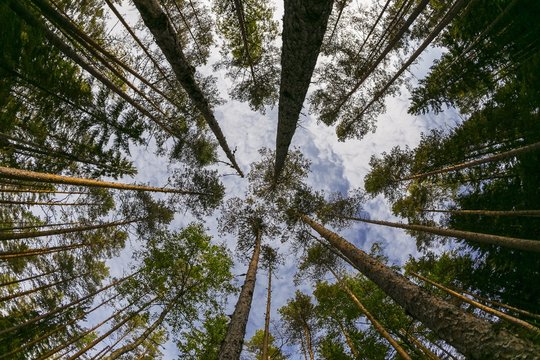 The canopy and a sky above us. Wide angle pine tree forest
