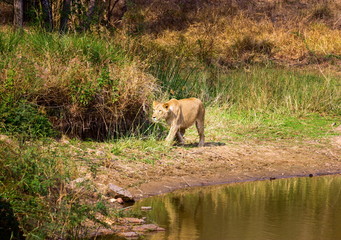 Naklejka na ściany i meble Asiatic Lion in a national park in India. These national treasures are now being protected, but due to urban growth they will never be able to roam India as they used to. 