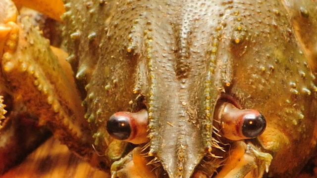 Crayfish and beer