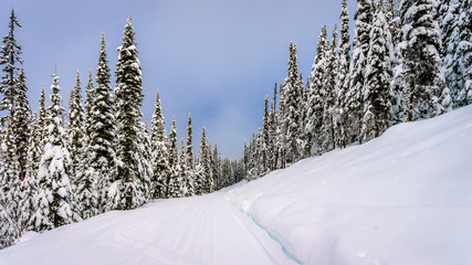 Winter landscape on the mountains with snow covered trees and ski runs on a nice winter day under beautiful skies at the village of Sun Peaks in the Shuswap Highlands of central British Columbia