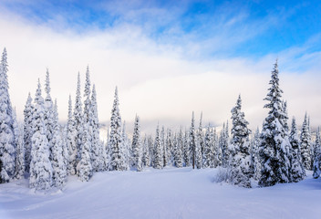 Fototapeta na wymiar Winter landscape on the mountains with snow covered trees and ski runs on a nice winter day under beautiful skies at the village of Sun Peaks in the Shuswap Highlands of central British Columbia
