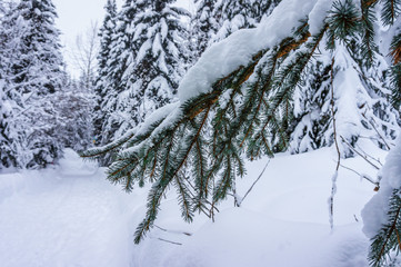 Snow covered pine tree branches in the Shuswap Highlands of Central British Columbia< Canada