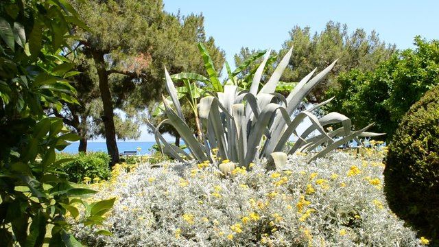Tropical plants.