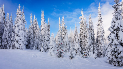 Christmas decorations on snow covered pine trees in the coniferous forest at Sun Peaks village in the Shuswap Highlands in British Columbia, Canada 