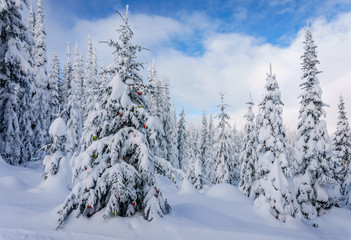 Christmas decorations on snow covered pine trees in the coniferous forest at Sun Peaks village in the Shuswap Highlands in British Columbia, Canada 