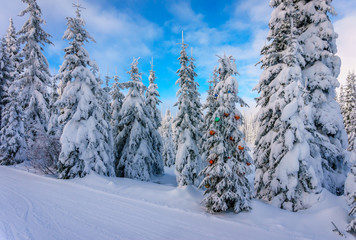 Christmas decorations on snow covered pine trees in the coniferous forest at Sun Peaks village in the Shuswap Highlands in British Columbia, Canada  © hpbfotos