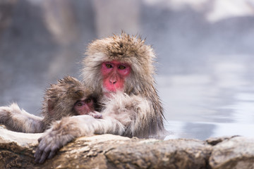 Snow monkey & Hot springs 1