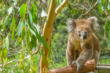 Fototapeta premium Australian Koala on a branch