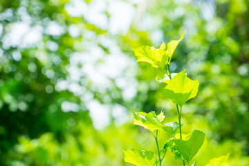Close up mulberry leaf with blur garden background