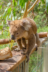 Australian Koala Phillip Island