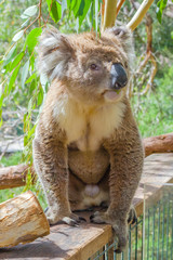 Australian Koala standing