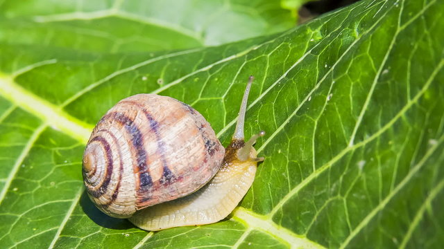 Snail Moving On a Green Leaf