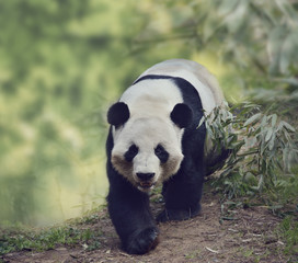 Obraz na płótnie Canvas Giant Panda Bear