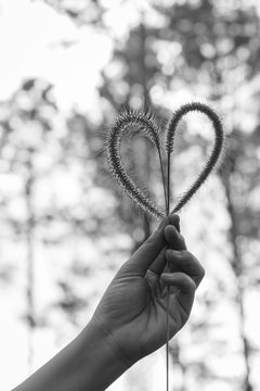 Human hand holding heart-shape grass flower. Love concept.