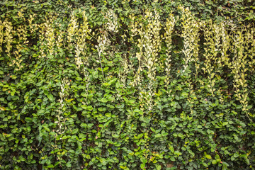 Fototapeta na wymiar plant walls