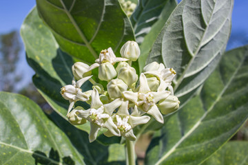 crown flower, giant Indian milkweed, gigantic, swallowwort