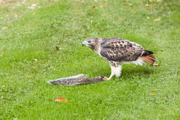 Red Tail Hawk and it's Prey