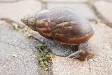 snail on sidewalk