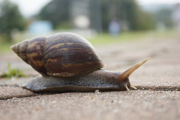 snail on sidewalk