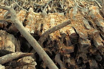 Pile of wood logs on the edge of the forest