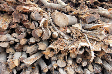 Pile of wood logs on the edge of the forest