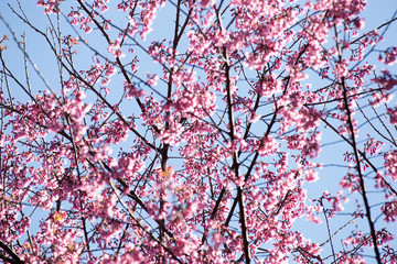 Pink Sakura in Thailand.