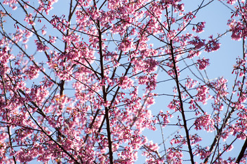 Pink Sakura in Thailand.