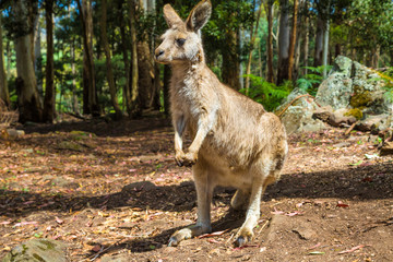 Australian Kangaroo standing