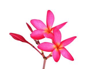 Obraz premium Plumeria on white background