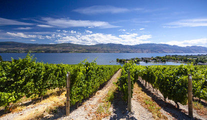 Fototapeta na wymiar Sunny Vineyard Scene