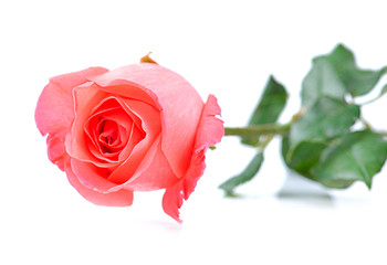 single flower beautiful pink rose isolated on white background.