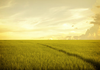 Plakat rice field before sunset