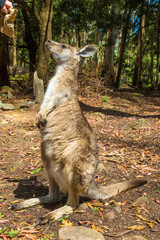 Australian Kangaroo standing