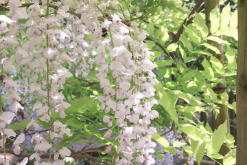 White Wisteria