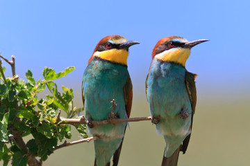 european bee eater (Merops Apiaster)