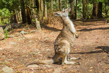 Kangaroo in Trowunna Wildlife Park