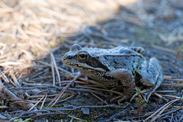 Toad close up