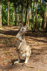Australian Kangaroo standing © bennymarty