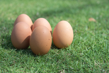 Eggs in the green grass
