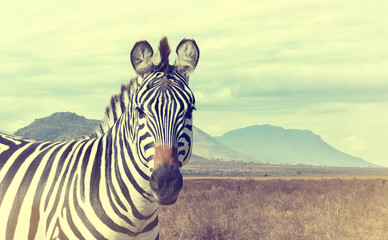 Fototapety  Dzika zebra afrykańska. Efekt vintage