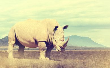 Naklejka premium Wild african rhino. Vintage effect