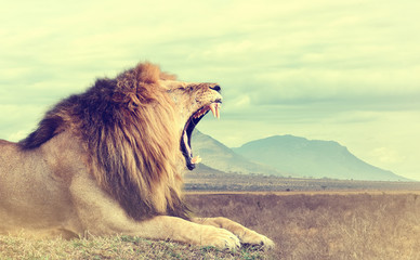 Fototapety  Dziki lew afrykański. Efekt vintage