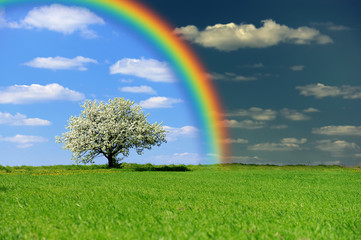 Obraz na płótnie Canvas Green field with tree and rainbow