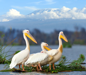 Great white pelican