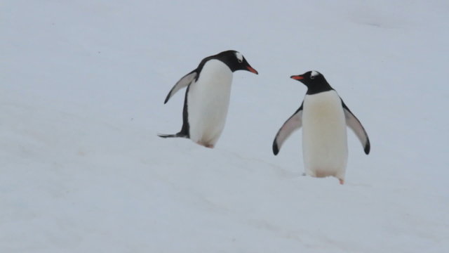 Pair of gentoo penguins on snowy Neko Harbor, Antarctica.
