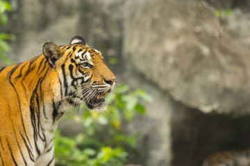 Bengal tiger in zoo ready to hunt for food