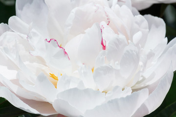 close up of white peony flower